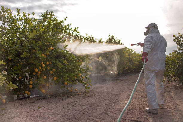 Best Flea Control Services  in Los Alamos, CA