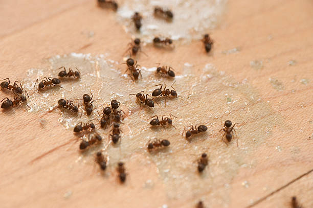 Best Insect Control  in Los Alamos, CA